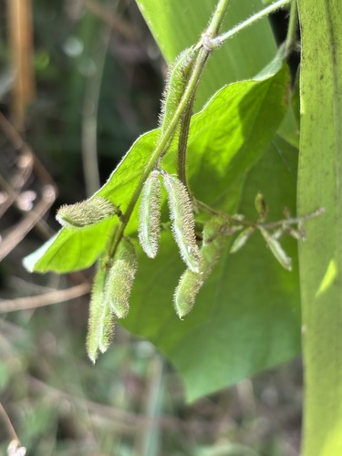 Foto de Soja perene
