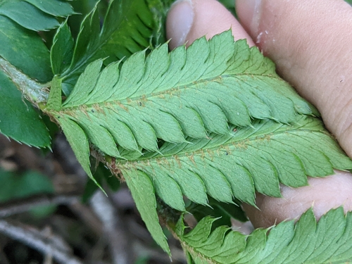 California shield fern (Polystichum californicum)