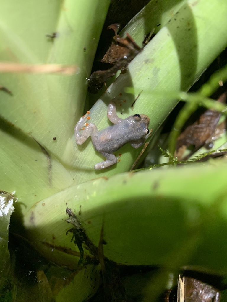 Crossodactylodes serranegra