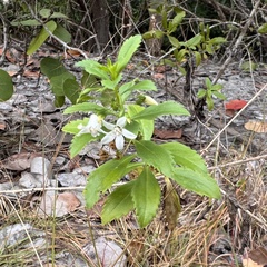 © Peter Wilson, some rights reserved (CC-BY-NC)