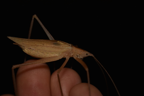 Aphractus acuminatus observed 2025-01-11