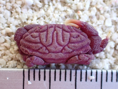 Liomera rugata observed 2025-01-11