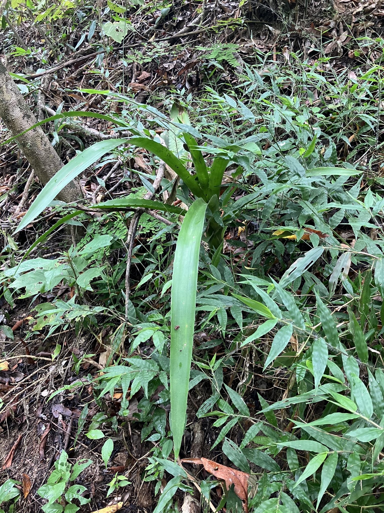 Imagem de Gravatá-de-fogo