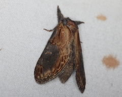 Notodonta scitipennis