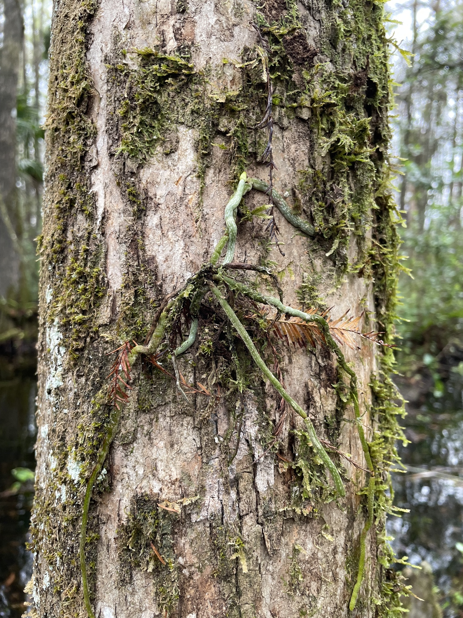 Imagem de Orquídea fantasma