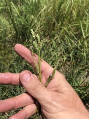 Verbena montevidensis