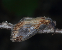 Notodonta scitipennis