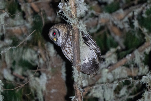 Fulvous Owl (Strix fulvescens), photo 6