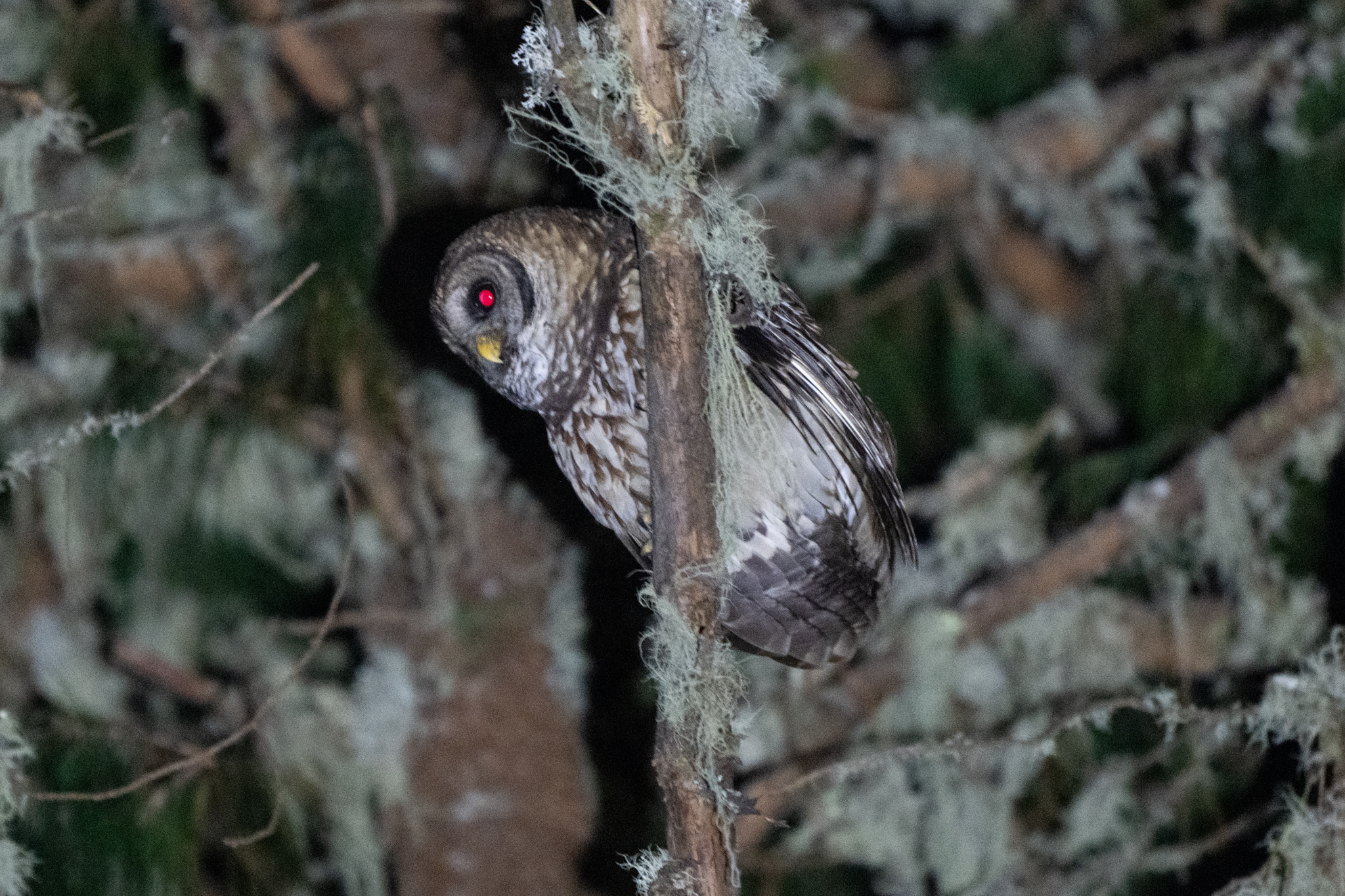 Fulvous Owl (Strix fulvescens), photo 7