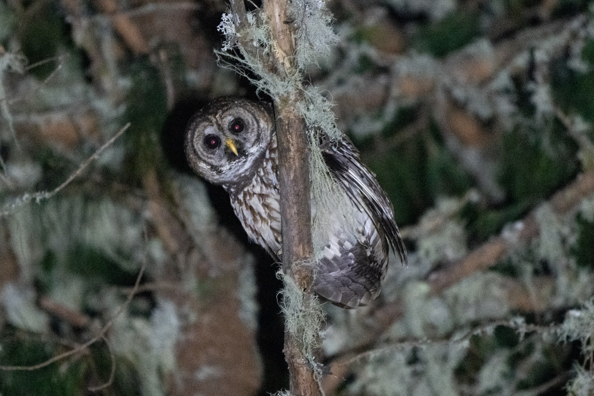 Fulvous Owl (Strix fulvescens), photo 6