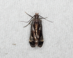 Dichomeris ochripalpella