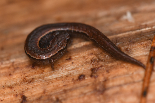MacDougall's Minute Salamander, Thorius macdougalli