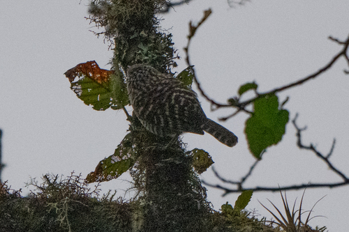 Grey-barred Wren (Campylorhynchus megalopterus), photo 6