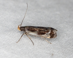 Dichomeris ochripalpella