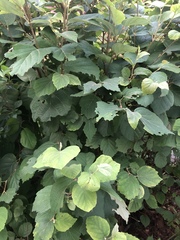 Actinidia