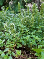 Thymus mongolicus