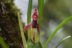 Maxillaria meleagris, photograph (c) Trevor Van Loon, some rights reserved (CC BY)