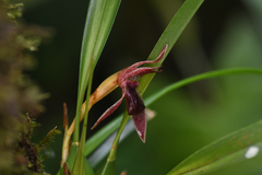 Maxillaria meleagris, photograph (c) Trevor Van Loon, some rights reserved (CC BY)