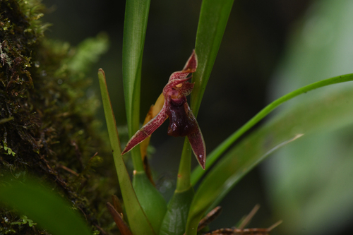 Maxillaria meleagris, photograph 5