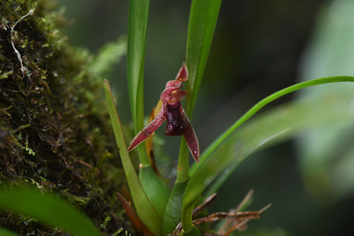 Maxillaria meleagris, photograph 6