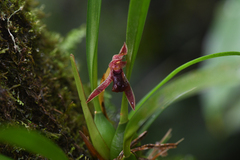 Maxillaria meleagris, photograph (c) Trevor Van Loon, some rights reserved (CC BY)