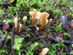 Cudoniaceae