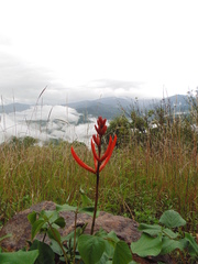 Erythrina leptorhiza