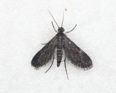 Elophila tinealis