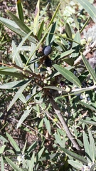 Olea europaea europaea
