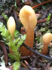 Cudoniaceae