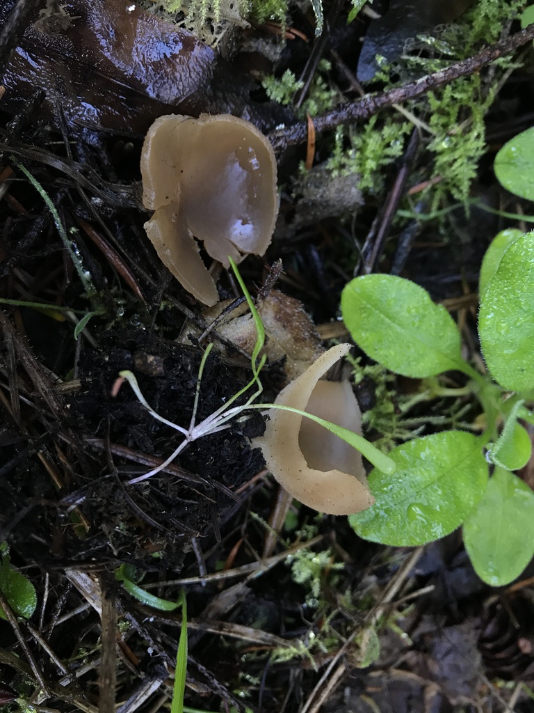 Peziza sp. 'arvernensis-01'