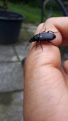 Pterostichus melanarius