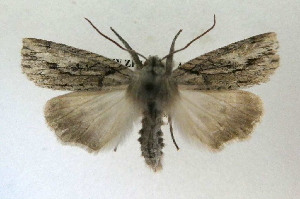 Declana lupa