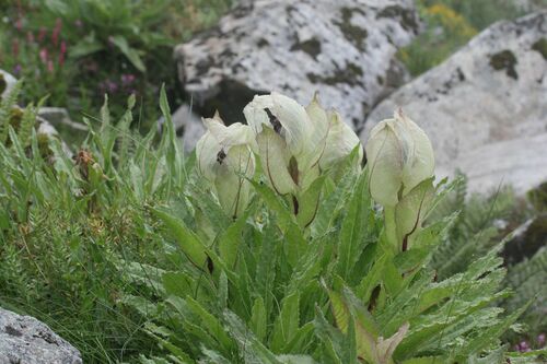 Brahma Kamal (Saussurea obvallata)