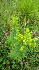 Solidago