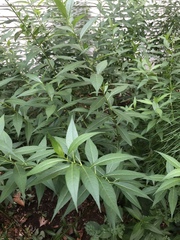 Amsonia tabernaemontana