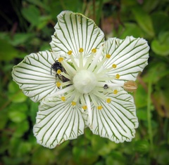 Parnassia asarifolia