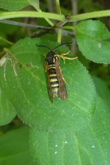 Pennisetia marginatum