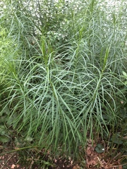 Coreopsis verticillata