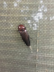 Parallelostethus attenuatus