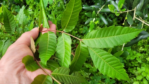 Foto de Cedro-australiano