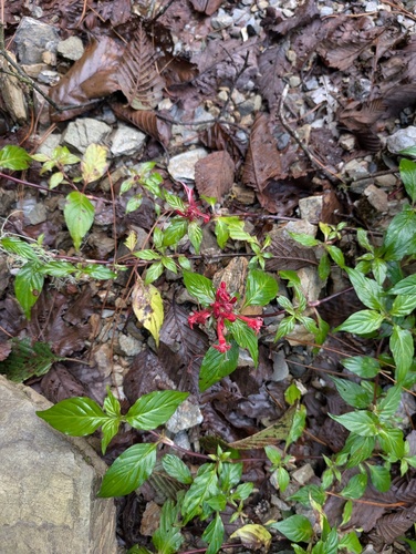 Crusea coccinea, photograph 6