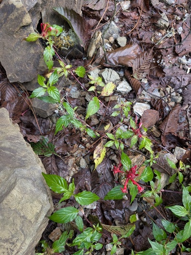 Crusea coccinea, photograph 5