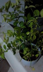 Capsicum annuum annuum