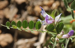 Lathyrus nevadensis