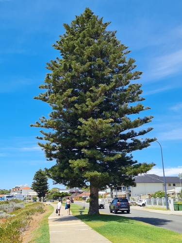 Foto de Pinheiro-de-Norfolk