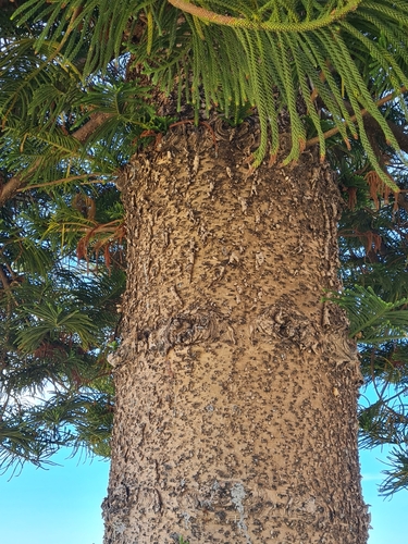 Foto de Pinheiro-de-Norfolk