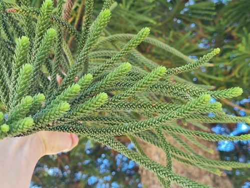 Foto de Pinheiro-de-Norfolk