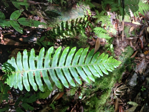 Lomaria discolor observed 2025-01-12