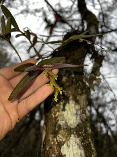 Foto de Orquídea-rígida